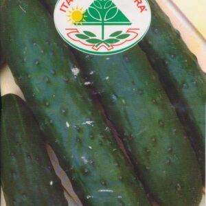 Agurk, salat - Marketmore