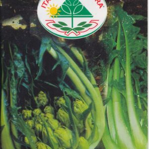 Cikorie, Hoved - Puntarelle Di Galatina