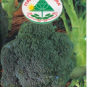 Kål, Broccoli - Ramoso Calabrese Tardivo Di Marzo