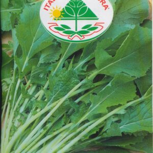 Rapa - Senza Testa (Da Foglia)