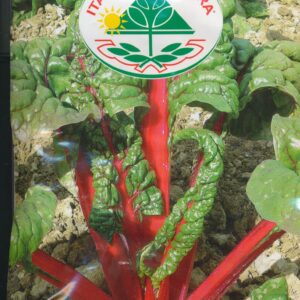 Bede, Blad - Rhubarb Chard