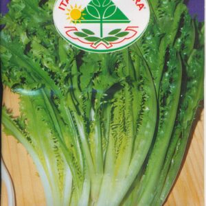 Salat, Kruset Endivie - Romanesca Da Taglio