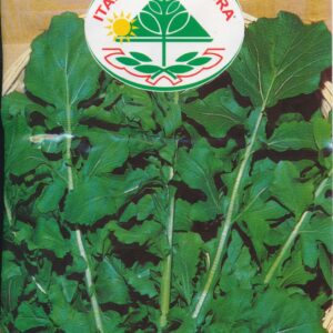Salat, Rucola - Coltivata