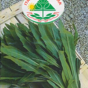 Salat, Rucola - Selvatica A Foglia D'Ulivo