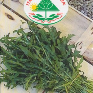 Salat, Rucola - Selvatica A Foglia Frastagliata