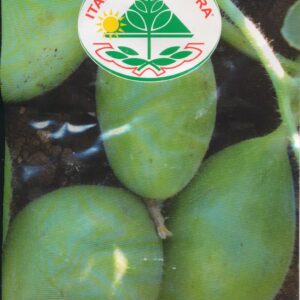 Agurk, Melon - Scopatizzo Barese