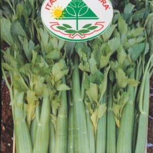 Selleri, blad - D'Elne