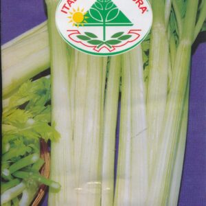 Selleri, blad - Dorato D'Asti