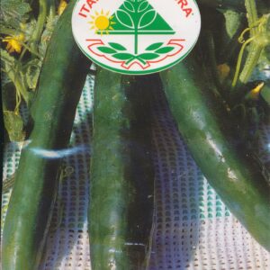 Agurk, salat - Serpente Cinese / Longo Da Cina