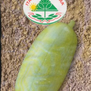 Agurk, Melon - Spuredda Bianca