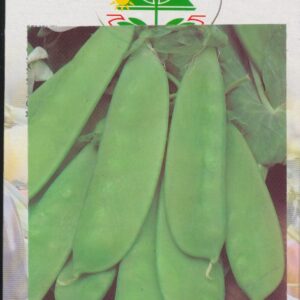 Ært, sukker - Mangiatutto o Taccola Gigante Svizzero - 500 Gram