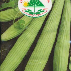 Agurk, melon - Tortarello Abruzzese Verde Chiaro