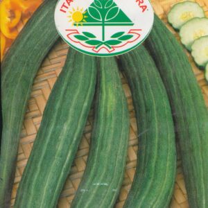Agurk, melon - Tortarello Barese Verde Scuro