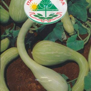 Græskar, flaske - Trombetta Di Albenga