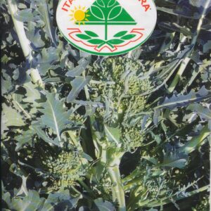 Kål, Broccoli - A Getti Di Napoli Spigariello