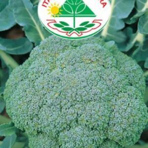 Kål, Broccoli - Ramoso Calabrese Natalino