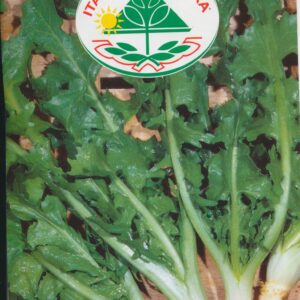 Cikorie, Blad - Cardoncello Barese