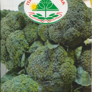 Kål, Broccoli - Ramoso Calabrese Precoce