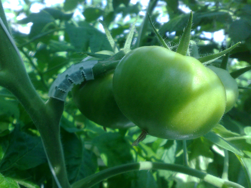 Tomatklasebeskytter - 50 stk - Billede 5