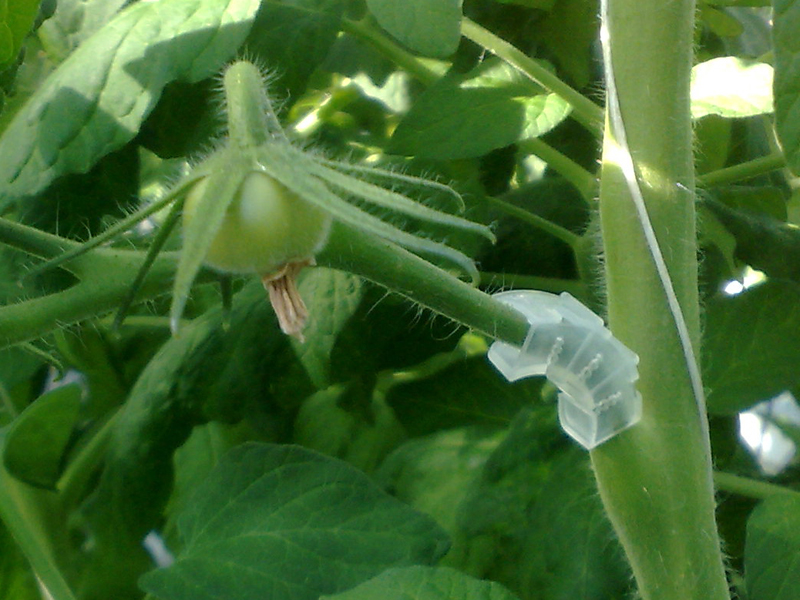 Tomatklasebeskytter - 50 stk - Billede 6