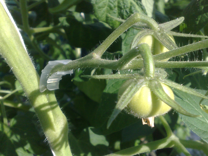 Tomatklasebeskytter - 50 stk - Billede 3