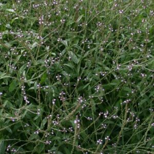Læge Jernurt - Verbena officinalis