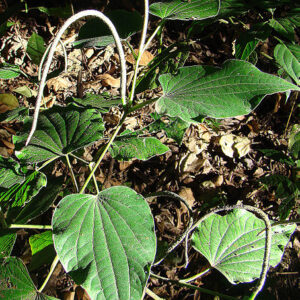 Piper Marginatum