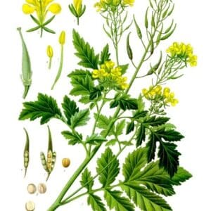 Gul Sennep - Sinapis alba