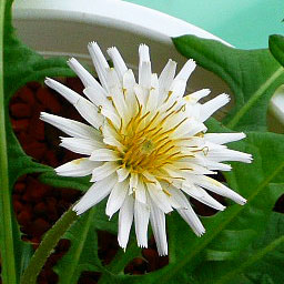 Hvid mælkebøtte - Taraxacum albidum - Billede 2