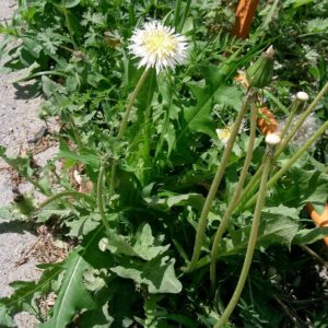 Hvid mælkebøtte - Taraxacum albidum