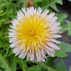 Lyserød mælkebøtte - Taraxacum pseudoroseum