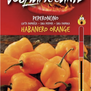 Habanero Orange - C. chinense