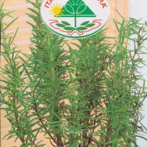 Rosmarin - Rosmarinus Officinalis