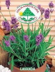 Lavendel - Lavanda