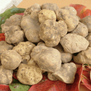 Mycelie, Hvid Piemonte trøffel – Tuber magnatum