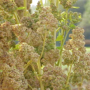 Quinoa - Cenopodium quinoa