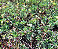 Jordkløver - Trifolium Subterraneum