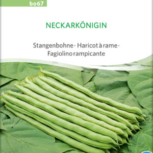 Stangbønne - Neckarkönigin - ØKO