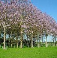 Rød Kejsertræ - Paulownia catalpifolia