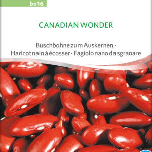 Buskbønne - Canadian Wonder - ØKO