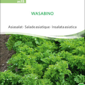 Salat - asiatisk - Wasabino - ØKO