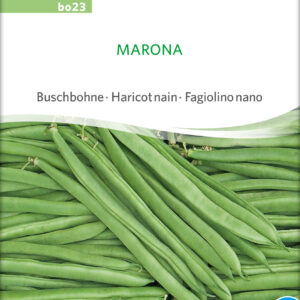 Buskbønne - Marona - ØKO