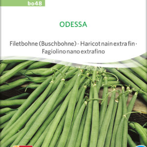 Buskbønne - Odessa - ØKO