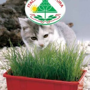 Kattegræs - Erba Gatto