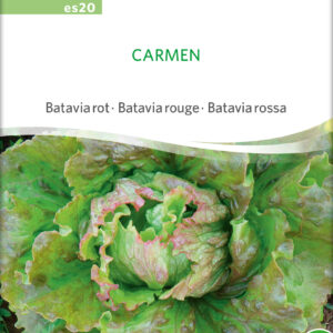 Salat - Carmen - ØKO