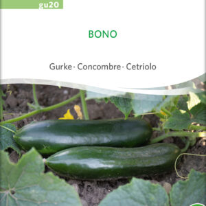 Agurk - Bono - ØKO