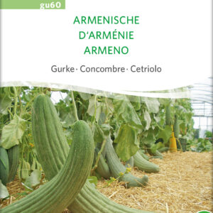 Agurk - Armenian - ØKO