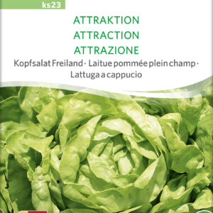 Salat - Attraction - ØKO