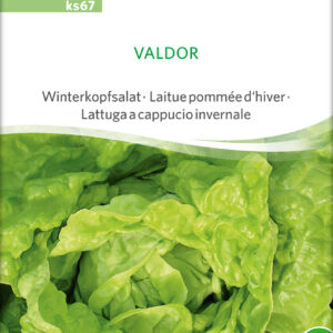 Salat - Valdor - ØKO