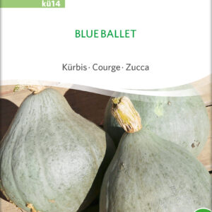Græskar/Squash - Blue Ballet- ØKO